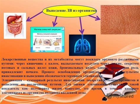 Питательные вещества для сальных желез