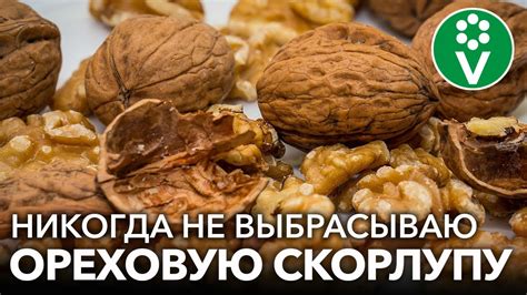 Питательные свойства скорлупы грецкого ореха