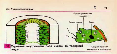 Пищеварение внутреннего слоя гидры: процессы и особенности