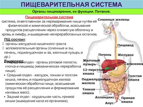 Пищеварительная система: обработка пищи и усвоение полезных веществ