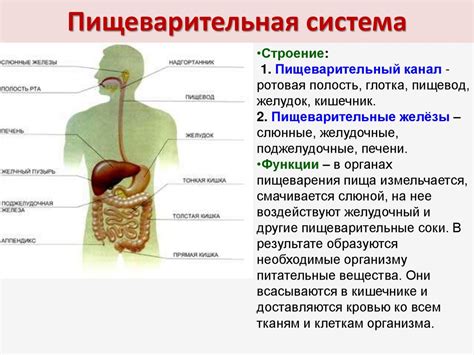 Пищеварительная система: органы и функции