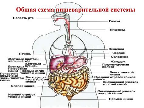 Пищеварительная система: проблемы с пищеварением и аппетитом