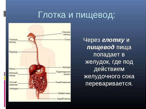 Пищеварительная система и острая пища перед сном