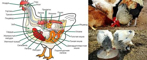Пищеварительная система кур и ее особенности