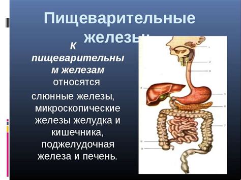 Пищеварительные возмущения