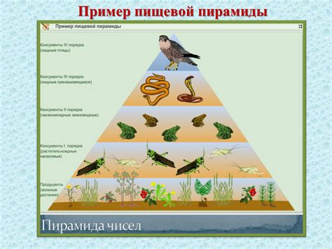 Пищевая цепь для 5 класса: подробная инструкция