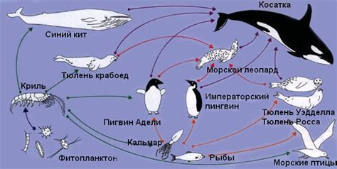 Планктон, основа пищевой цепи водных обитателей