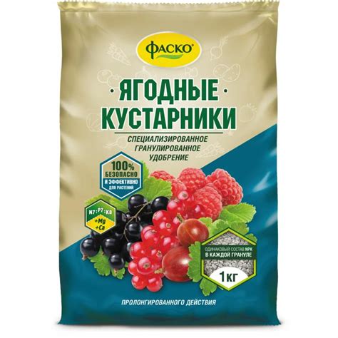 Плоды ягодных кустарников: источник витаминов и не только