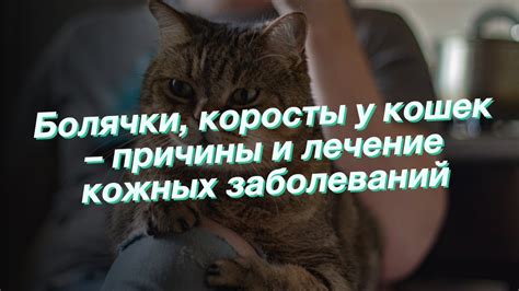 Плохое питание – фактор появления коросты у кота