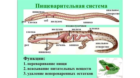 Плохое пищеварение у тигров