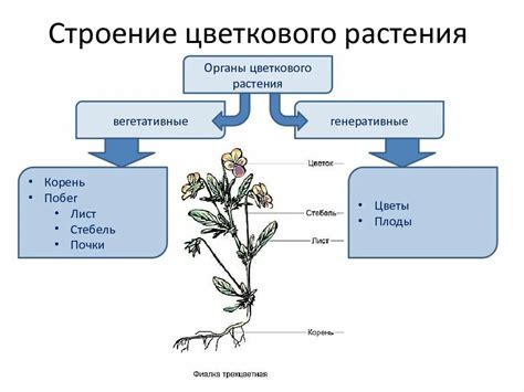 Побег растения: его структура и функции