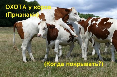 Поведение коровы при наступлении охоты