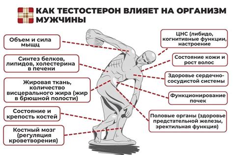 Повышение уровня тестостерона и поддержание функции предстательной железы