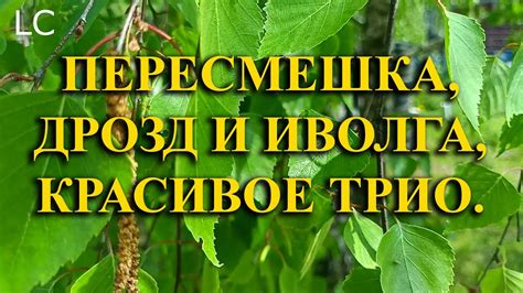 Погрузитесь в природу и насладитесь звуками