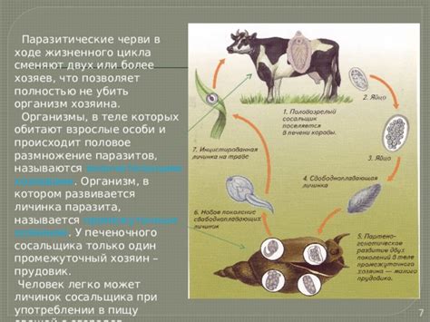 Подбирайте пищу, не стимулирующую размножение