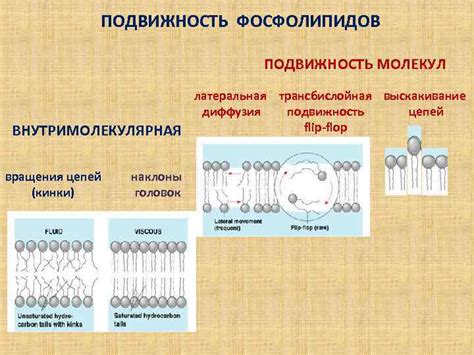 Подвижность молекул