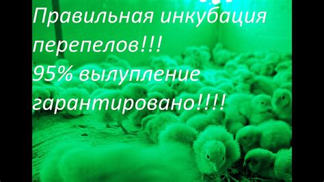 Подготовка инкубатора перед использованием