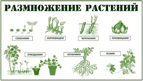 Подготовка и выбор способа размножения