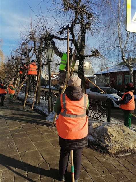 Подготовка к обрезке деревьев