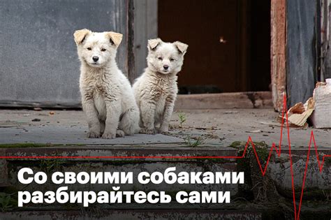 Подготовка к усыплению собаки