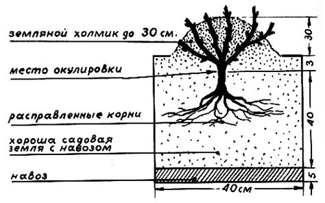 Подготовка почвы для розы