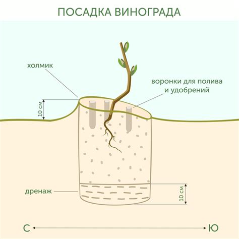 Подготовка почвы и места для посадки мушмулы