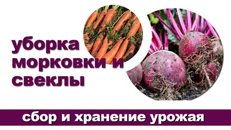 Подготовка урожая моркови к хранению