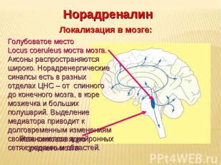 Поддержание баланса нейромедиаторов в мозге