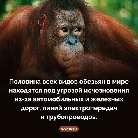 Поддержание и уход за кулаком обезьяны