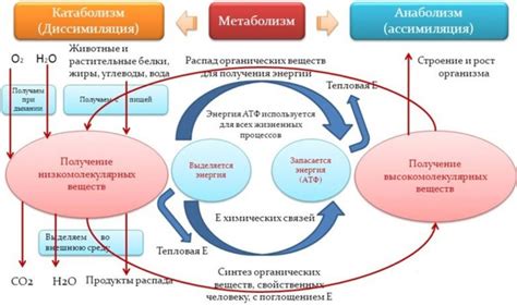 Поддержка метаболического процесса