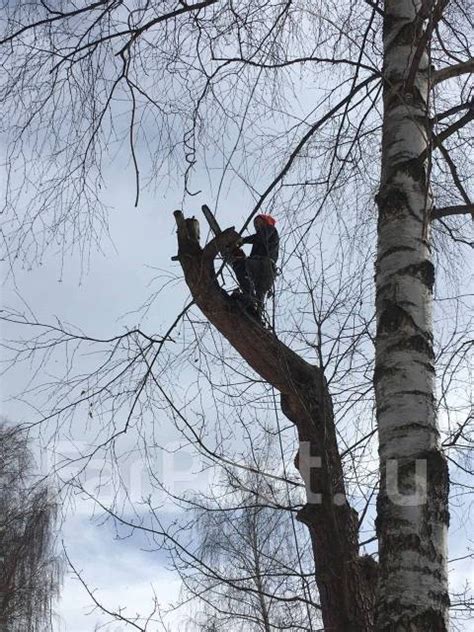 Подрезка и восстановление поврежденных деревьев и кустарников