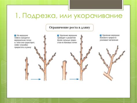 Подрезка и обрезка деревьев и кустарников