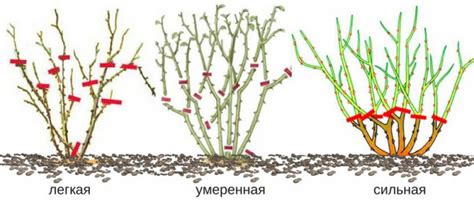 Подрезка стеблей роз