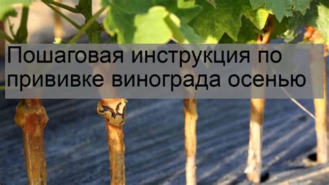 Подробное руководство по правильной прививке винограда