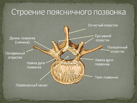 Позвоночный канал