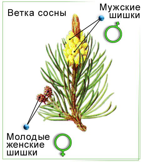 Поиск и подготовка шишек