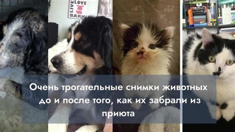 Показатель заботы и любви