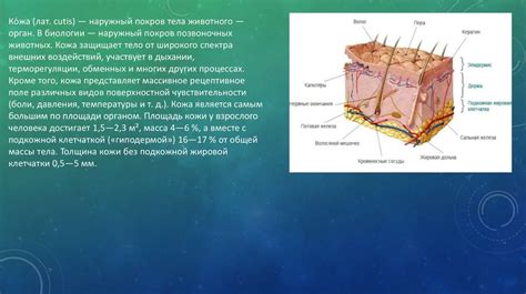 Покров тела и его функции