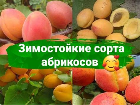 Покупка зимостойких сортов