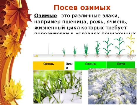 Полевые работы осенью: роликовая гармонизация сидератов