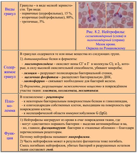 Полезная функция гранулоцитов