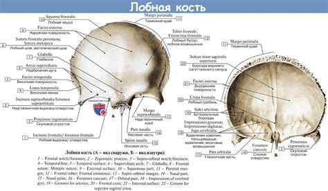 Полезность анализа черепа