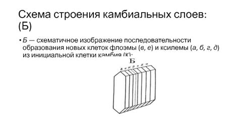 Полезность камбиальных слоев для исследования