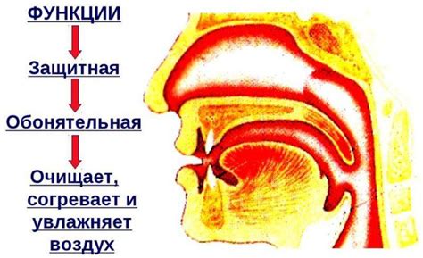 Полезность очищения околоносовых пазух