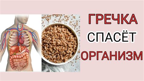 Полезные свойства грибов и гречки