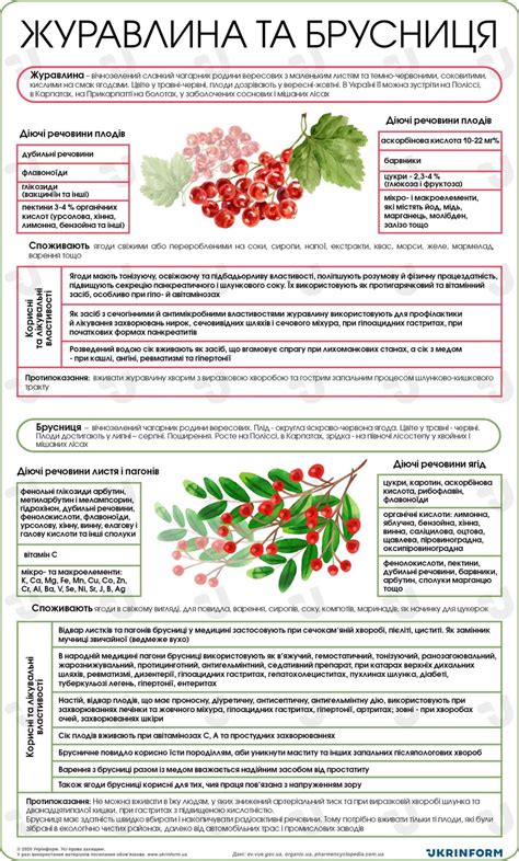 Полезные свойства клюквы и брусники