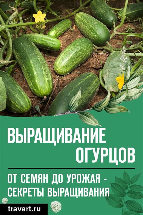 Полезные советы для приготовления йодированных огурцов