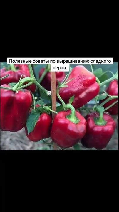 Полезные советы по выращиванию сладкого перца