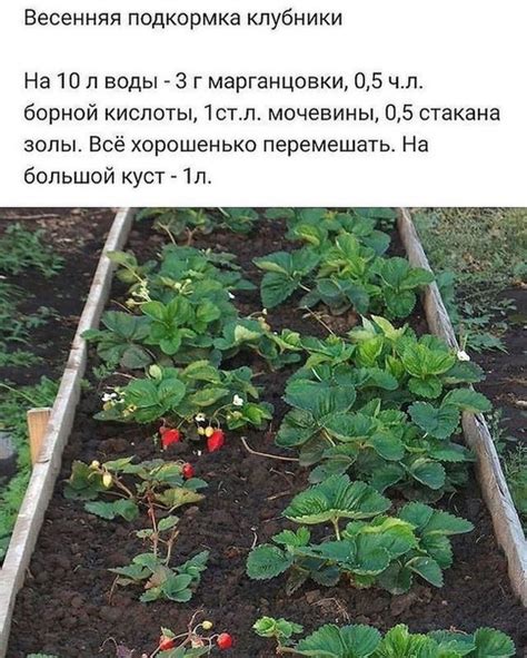 Полезные советы по подкормке