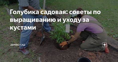 Полезные советы по уходу и хранению арлекино